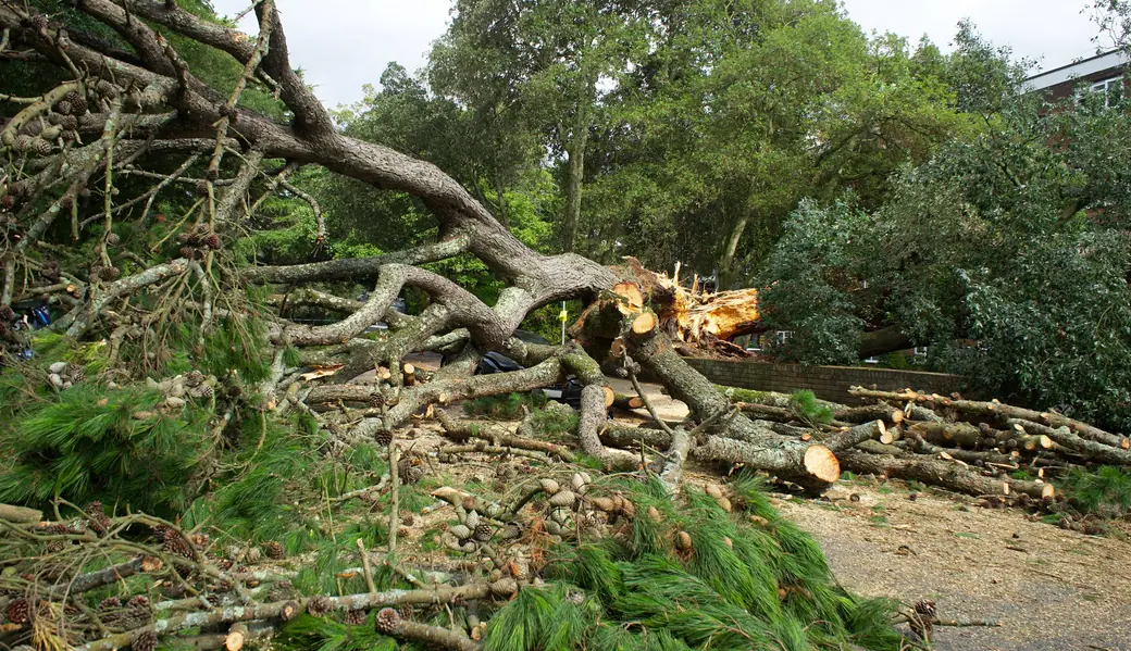 A fallen tree cut into logs and branches beside a footpath
